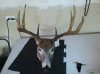 deerrr1.jpg