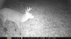 Trail Camera 11.15.14 069.JPG