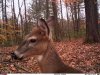 closeup bttn buck Black40.jpg