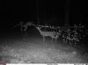 deer in vineyard Black 40.jpg