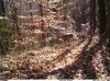 fawn red 40.jpg
