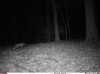 fox on hill  Black40.jpg