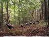 turkeys on covert.jpg