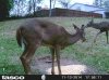 doe buck.jpg