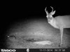 buck bunny.jpg