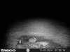 2 bunnies.jpg