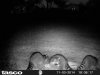 3 coon.jpg