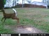 action fawn.jpg