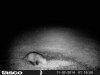 possum.jpg