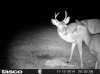 buck doe.jpg