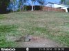 ground hog os.jpg
