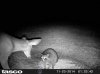 coon deer argue tasco os.jpg