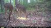 spike doe hill m100.jpg