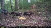 turkeys fawn hill m100.jpg