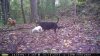 dogs on hill m100.jpg