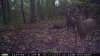 3 deer m100.jpg