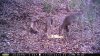3 deerII m100.jpg