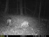 a5 coyote.jpg