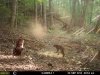 a5 lil bobcat.jpg