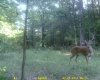 pear tree cam 002.jpg