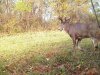 Johnson Co Monster.jpg