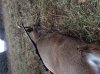 Buck3.jpg