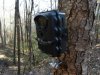 1 primos tree mount2.jpg
