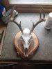 skull mount.jpg