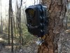1 primos tree mount.jpg