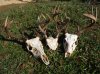 deer heads 029.jpg