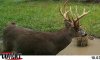unicornbuck.jpg
