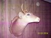 deer1.jpg