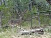 whitetail_038.jpg