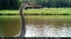 CRANE.jpg