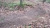 Antler king 1.jpg