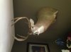 Mount 2008 NY 8pt.jpg