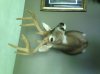 Mount 2014 CT Velvet.jpg