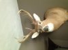 Mount 2011 NY 9pt.jpg