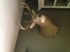 Mount 2009 NY 8pt.jpg