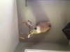 Mount 2010 NY 9pt.jpg