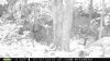 Rut Path Big Buck 7-19-15.jpg
