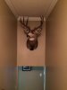 Mule Deer on Wall.jpg