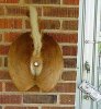 Deer Butt Doorbell.jpg