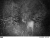 Marengo buck2.jpg
