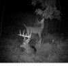 2011 bow buck cam4.jpg