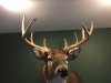 buck5.jpg