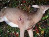 2013 Doe (Custom).JPG
