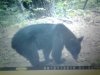 Bear.jpg