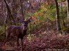 2014 Buck.jpg