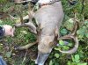 Monster Buck 2015.jpg